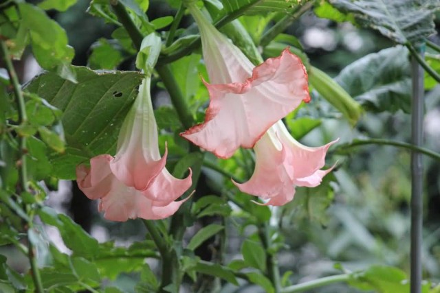Datura Flowers