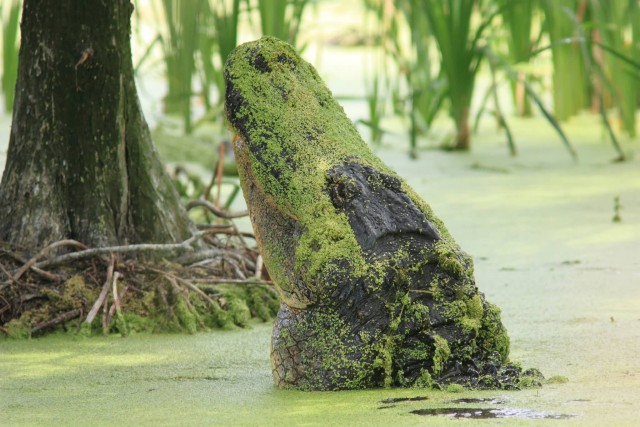 Duckweed On Crocodile Neck