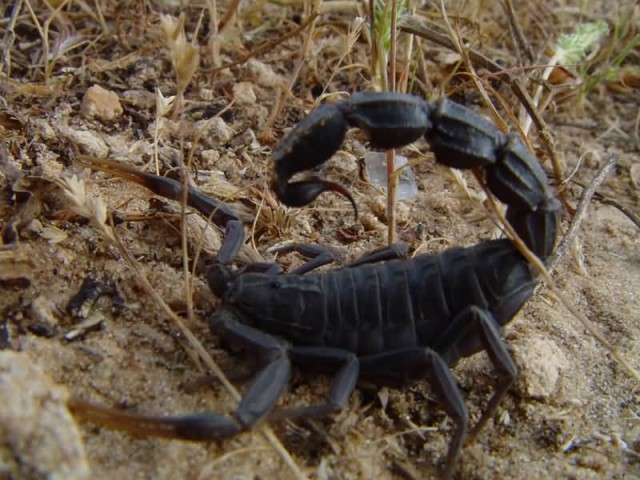 Fattail Scorpion