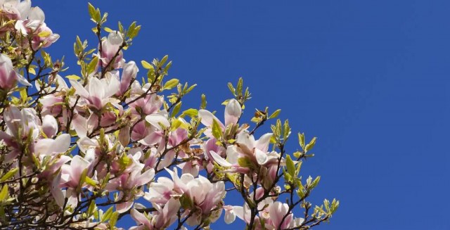 Flowers Of Magnolia Grandiflora