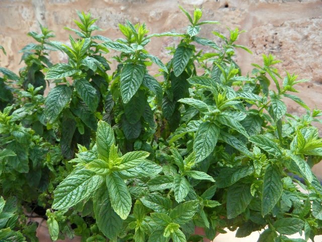Mint, Herbal Plant