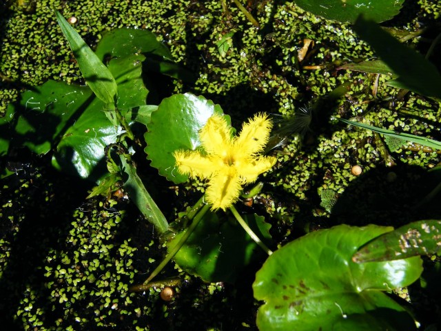 Nymphoides Crenata Plant
