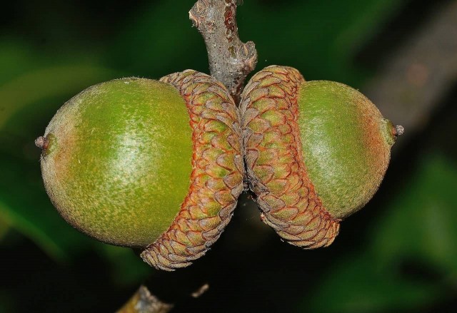 Oak Fruits
