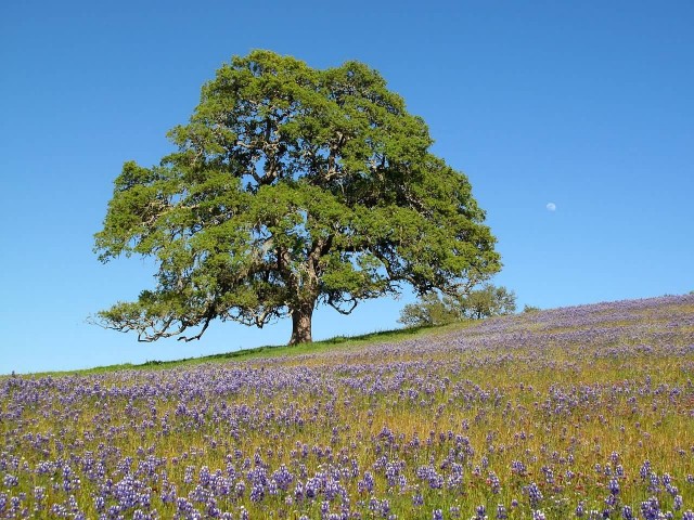 Oak Tree With Moon And Wildflowers