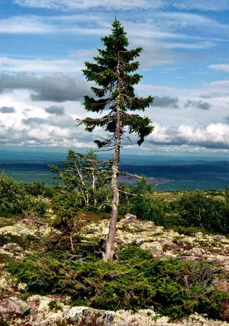 Old Tjikko Is A Tree In Sweden