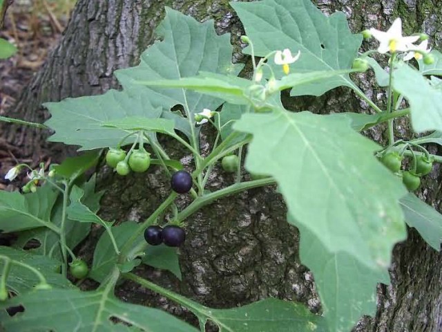 Black Nightshade Flowers And Fruits