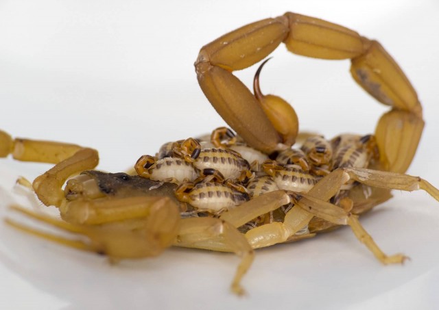 Striped Bark Scorpion With Babies