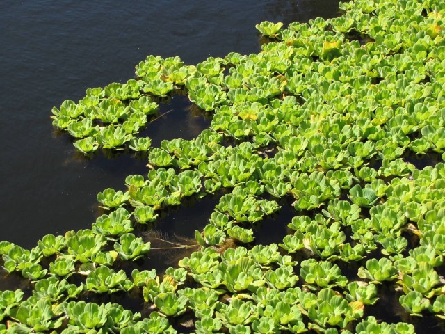 Water Cabbages Habit In Wetland