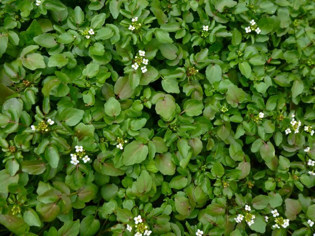 Watercress With Flowers