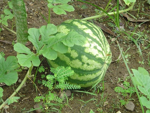 Watermelon In Garden