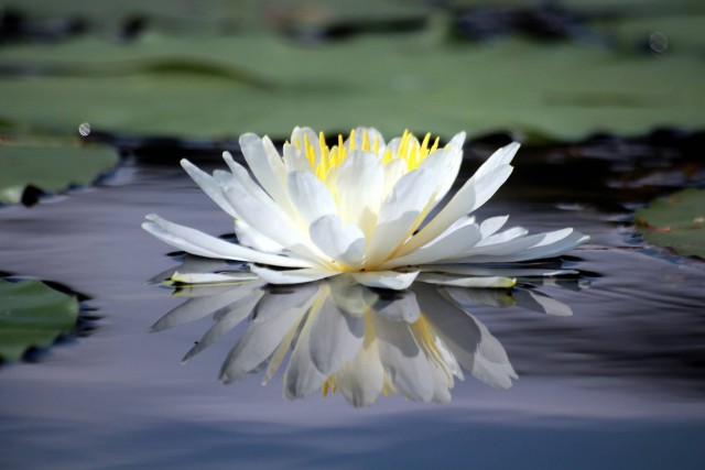 White Lotus Reflection