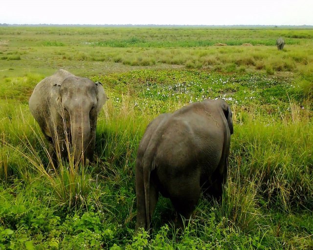 Elephant In Kaziranga National Park